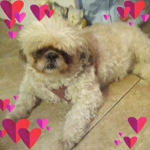 Meet your Posher, Connie